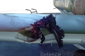Jet Aircraft vs. Bird