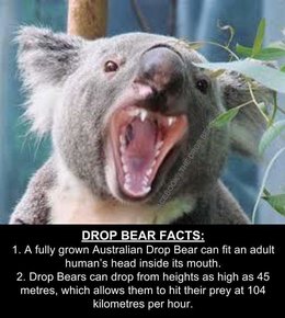 Drop bear.jpg