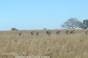 Exercise of the Cpo Ej II - Argentine Army