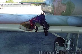 Jet Aircraft vs. Bird