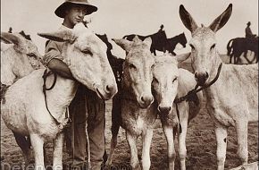 World War 1 photo by James Francis "Frank" Hurley