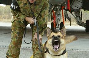 Australian Military working dogs, very angry Beasties...