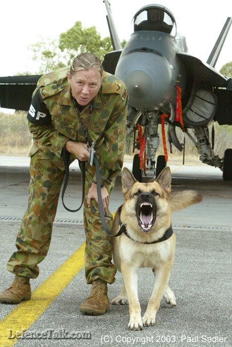 Australian Military working dogs, very angry Beasties...