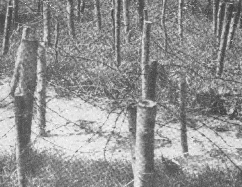 cpe_forest_entangle_01