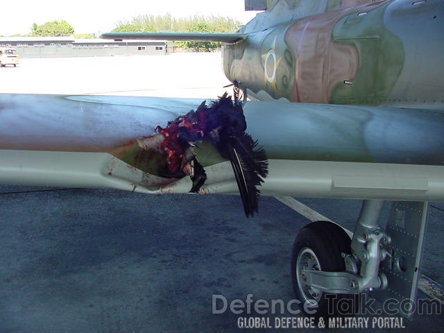 Человека засосало в самолет. Столкновение самолета с птицей. Птица врезалась в самолет. Попадание человека в турбину самолета. Птица в турбине самолета.