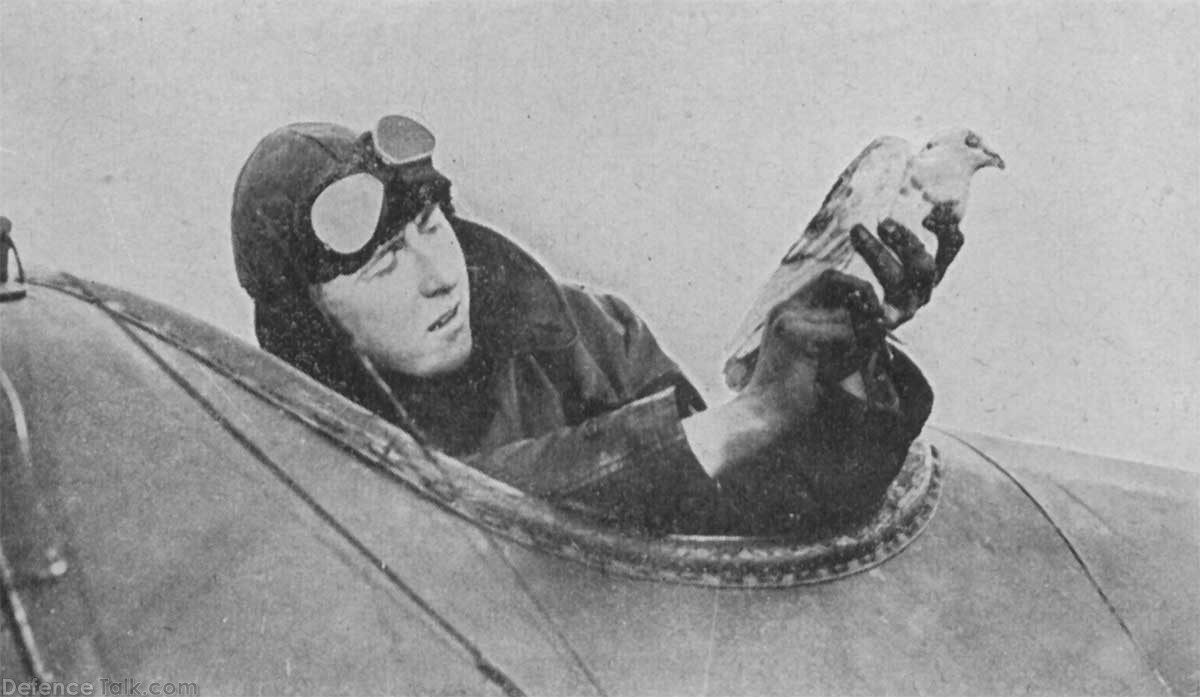ww_carrier_pigeon_01