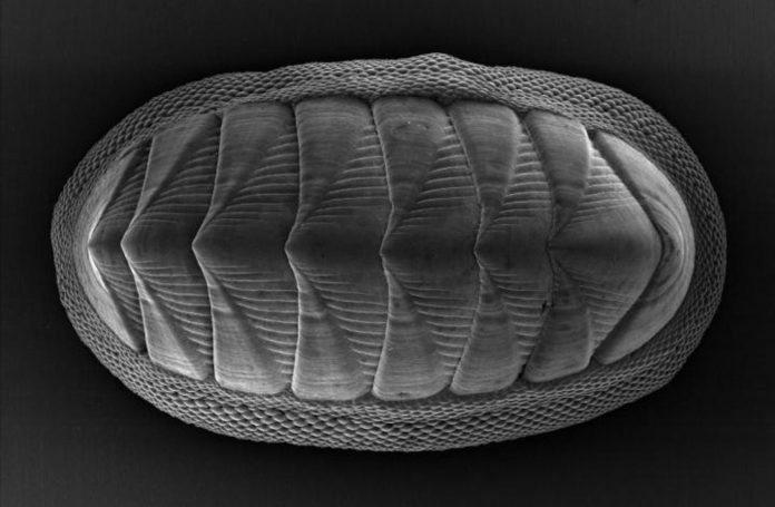 mollusk-design
