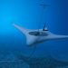 DARPA awards contracts for work on Manta Ray program